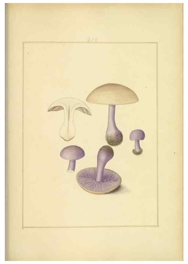 Reproducción/Reproduction 48366840382: Icons fungorum circa Halifax sponte Nascentium /. 1784-1792.. 