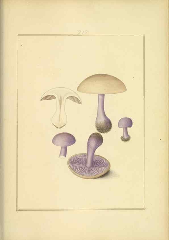 Reproducción/Reproduction 48366840382: Icons fungorum circa Halifax sponte Nascentium /. 1784-1792.. 