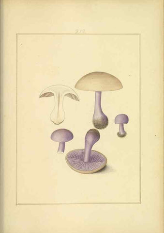 Reproducción/Reproduction 48366840382: Icons fungorum circa Halifax sponte Nascentium /. 1784-1792.. 