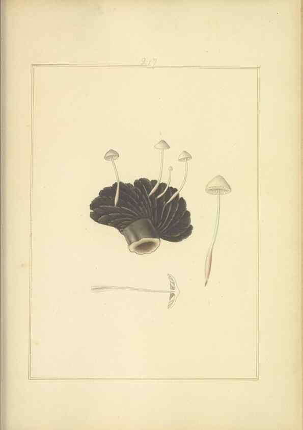 Reproducción/Reproduction 48366841297: Icons fungorum circa Halifax sponte Nascentium /. 1784-1792.. 