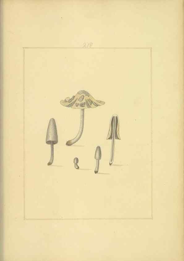 Reproducción/Reproduction 48366704626: Icons fungorum circa Halifax sponte Nascentium /. 1784-1792.. 