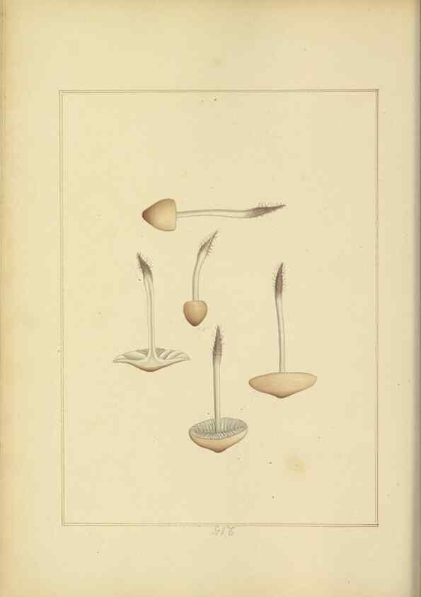 Reproducción/Reproduction 48366705776: Icons fungorum circa Halifax sponte Nascentium /. 1784-1792.. 