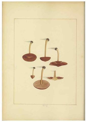 Reproducción/Reproduction 48366843542: Icons fungorum circa Halifax sponte Nascentium /. 1784-1792.. 