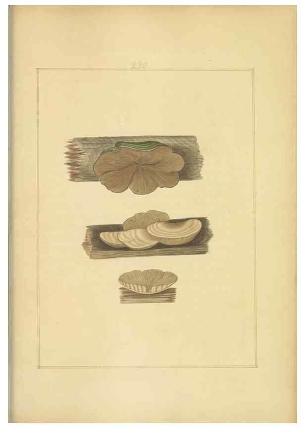 Reproducción/Reproduction 48366706841: Icons fungorum circa Halifax sponte Nascentium /. 1784-1792.. 