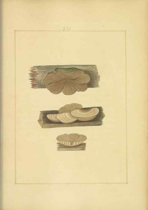 Reproducción/Reproduction 48366706841: Icons fungorum circa Halifax sponte Nascentium /. 1784-1792.. 