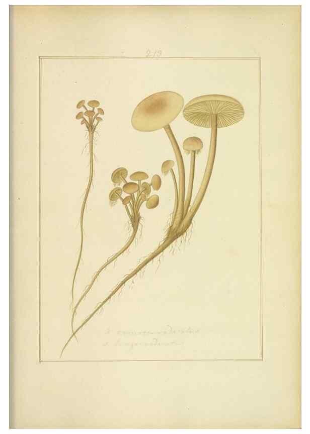 Reproducción/Reproduction 48366703601: Icons fungorum circa Halifax sponte Nascentium /. 1784-1792.. 