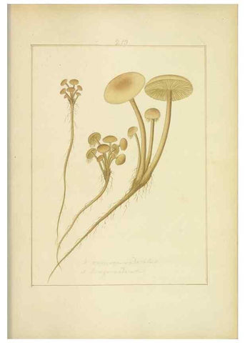 Reproducción/Reproduction 48366703601: Icons fungorum circa Halifax sponte Nascentium /. 1784-1792.. 