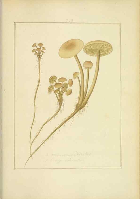 Reproducción/Reproduction 48366703601: Icons fungorum circa Halifax sponte Nascentium /. 1784-1792.. 