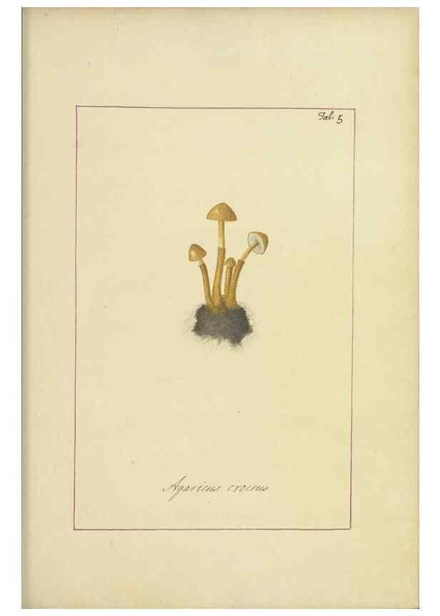 Reproducción/Reproduction 48366519021: Icons fungorum circa Halifax sponte Nascentium /. 1784-1792.. 