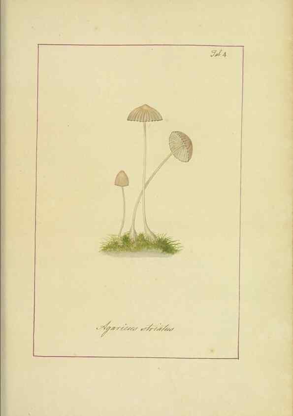 Reproducción/Reproduction 48366518491: Icons fungorum circa Halifax sponte Nascentium /. 1784-1792.. 