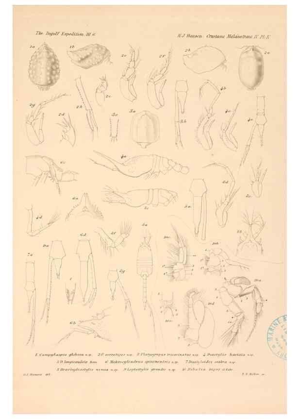 Reproducción/Reproduction 48348930537: The Danish Ingolf-Expedition.. Copenhagen :H. Hagerup,1899-1928.. 