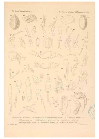 Reproducción/Reproduction 48348930537: The Danish Ingolf-Expedition.. Copenhagen :H. Hagerup,1899-1928.. 