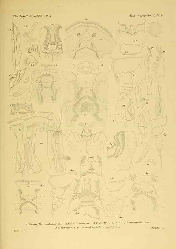 Reproducción/Reproduction 48348779461: The Danish Ingolf-Expedition.. Copenhagen :H. Hagerup,1899-1928.. 