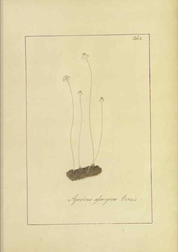 Reproducción/Reproduction 48366517146: Icons fungorum circa Halifax sponte Nascentium /. 1784-1792.. 