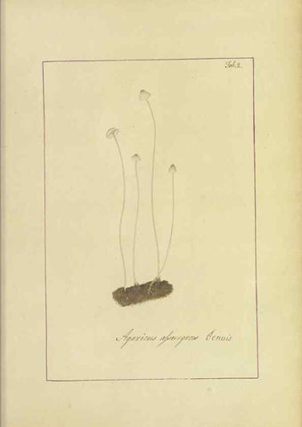 Reproducción/Reproduction 48366517146: Icons fungorum circa Halifax sponte Nascentium /. 1784-1792.. 