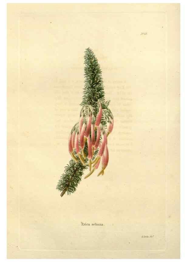 Reproducción/Reproduction 48623347938: The botanical cabinet. London :John & Arthur Arch ...,1817-1833.. 