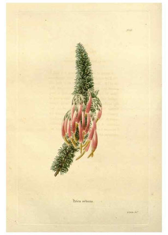 Reproducción/Reproduction 48623347938: The botanical cabinet. London :John & Arthur Arch ...,1817-1833.. 