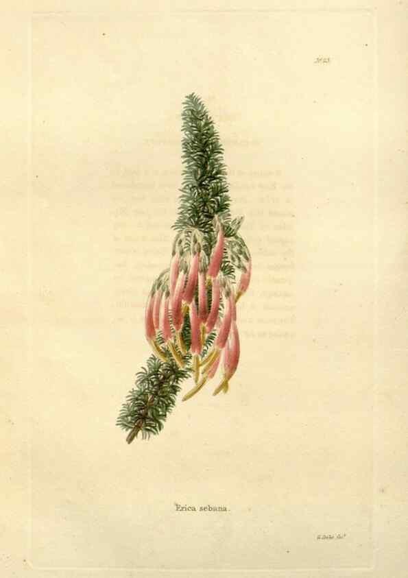 Reproducción/Reproduction 48623347938: The botanical cabinet. London :John & Arthur Arch ...,1817-1833.. 