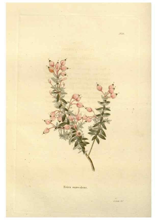 Reproducción/Reproduction 48623849677: The botanical cabinet. London :John & Arthur Arch ...,1817-1833.. 