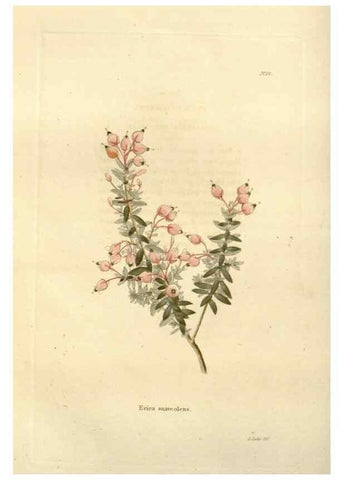 Reproducción/Reproduction 48623849677: The botanical cabinet. London :John & Arthur Arch ...,1817-1833.. 