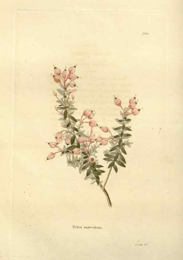 Reproducción/Reproduction 48623849677: The botanical cabinet. London :John & Arthur Arch ...,1817-1833.. 