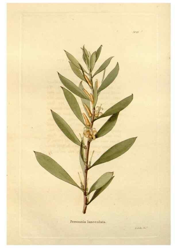 Reproducción/Reproduction 48623850027: The botanical cabinet. London :John & Arthur Arch ...,1817-1833.. 