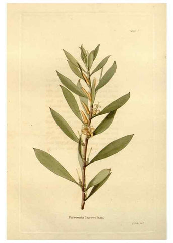 Reproducción/Reproduction 48623850027: The botanical cabinet. London :John & Arthur Arch ...,1817-1833.. 