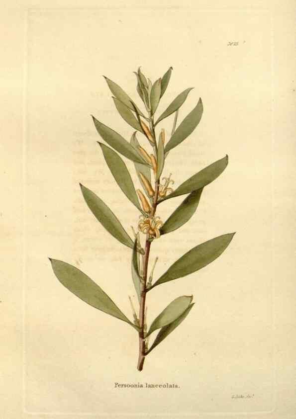 Reproducción/Reproduction 48623850027: The botanical cabinet. London :John & Arthur Arch ...,1817-1833.. 