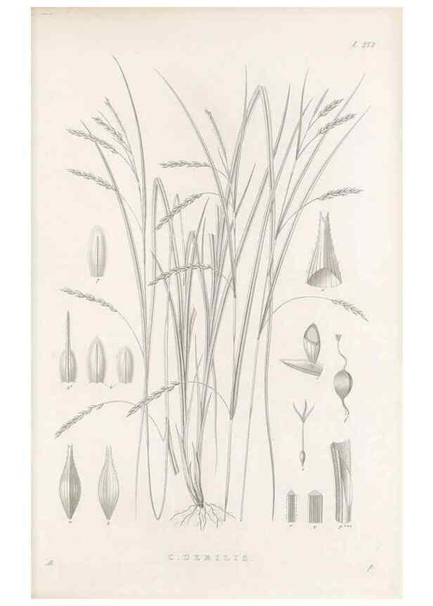 Reproducción/Reproduction 48682707713: Illustrations of the genus Carex. London :William Pamplin,1858-1867.. 