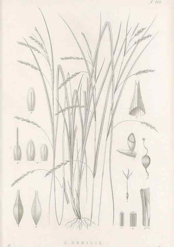 Reproducción/Reproduction 48682707713: Illustrations of the genus Carex. London :William Pamplin,1858-1867.. 