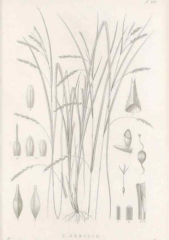 Reproducción/Reproduction 48682707713: Illustrations of the genus Carex. London :William Pamplin,1858-1867.. 