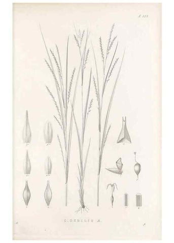 Reproducción/Reproduction 48683222582: Illustrations of the genus Carex. London :William Pamplin,1858-1867.. 