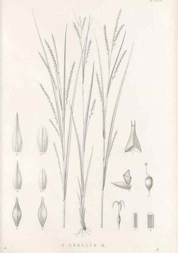 Reproducción/Reproduction 48683222582: Illustrations of the genus Carex. London :William Pamplin,1858-1867.. 
