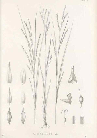 Reproducción/Reproduction 48683222582: Illustrations of the genus Carex. London :William Pamplin,1858-1867.. 