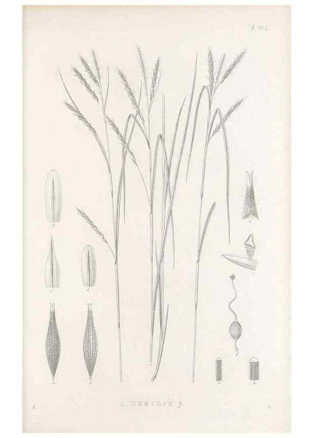 Reproducción/Reproduction 48682708263: Illustrations of the genus Carex. London :William Pamplin,1858-1867.. 