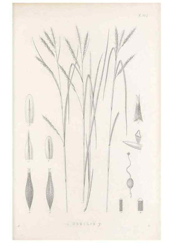 Reproducción/Reproduction 48682708263: Illustrations of the genus Carex. London :William Pamplin,1858-1867.. 