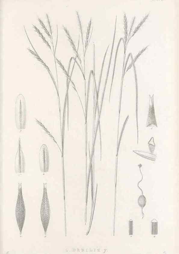 Reproducción/Reproduction 48682708263: Illustrations of the genus Carex. London :William Pamplin,1858-1867.. 