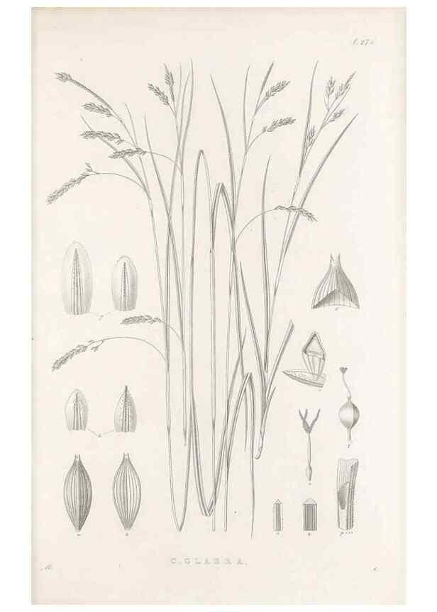 Reproducción/Reproduction 48683223232: Illustrations of the genus Carex. London :William Pamplin,1858-1867.. 