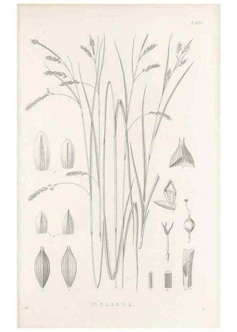 Reproducción/Reproduction 48683223232: Illustrations of the genus Carex. London :William Pamplin,1858-1867.. 