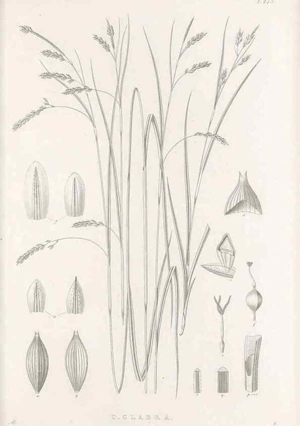 Reproducción/Reproduction 48683223232: Illustrations of the genus Carex. London :William Pamplin,1858-1867.. 