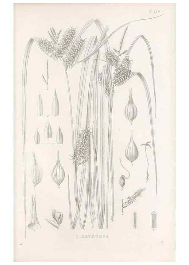Reproducción/Reproduction 48683223522: Illustrations of the genus Carex. London :William Pamplin,1858-1867.. 