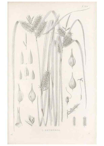 Reproducción/Reproduction 48683223522: Illustrations of the genus Carex. London :William Pamplin,1858-1867.. 