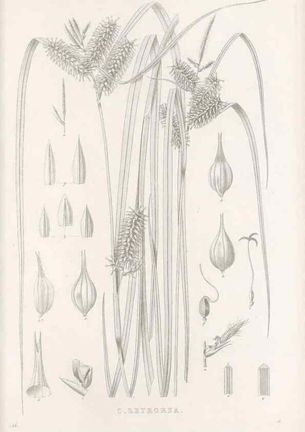 Reproducción/Reproduction 48683223522: Illustrations of the genus Carex. London :William Pamplin,1858-1867.. 