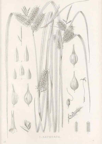 Reproducción/Reproduction 48683223522: Illustrations of the genus Carex. London :William Pamplin,1858-1867.. 