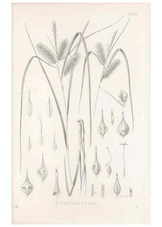 Reproducción/Reproduction 48683223812: Illustrations of the genus Carex. London :William Pamplin,1858-1867.. 