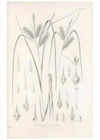Reproducción/Reproduction 48683223812: Illustrations of the genus Carex. London :William Pamplin,1858-1867.. 