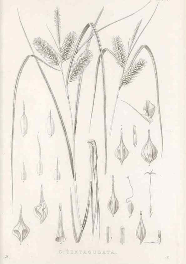 Reproducción/Reproduction 48683223812: Illustrations of the genus Carex. London :William Pamplin,1858-1867.. 