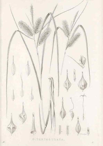 Reproducción/Reproduction 48683223812: Illustrations of the genus Carex. London :William Pamplin,1858-1867.. 
