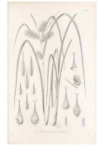Reproducción/Reproduction 48683048541: Illustrations of the genus Carex. London :William Pamplin,1858-1867.. 