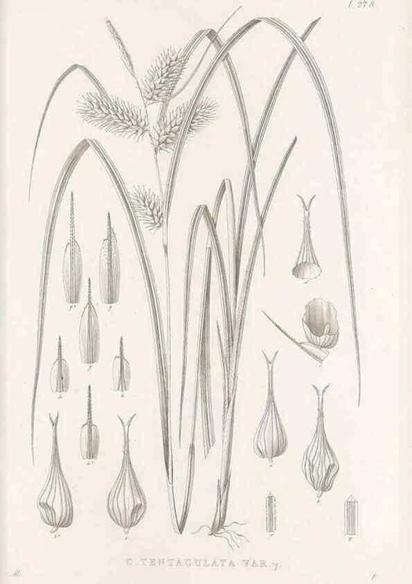 Reproducción/Reproduction 48683048541: Illustrations of the genus Carex. London :William Pamplin,1858-1867.. 